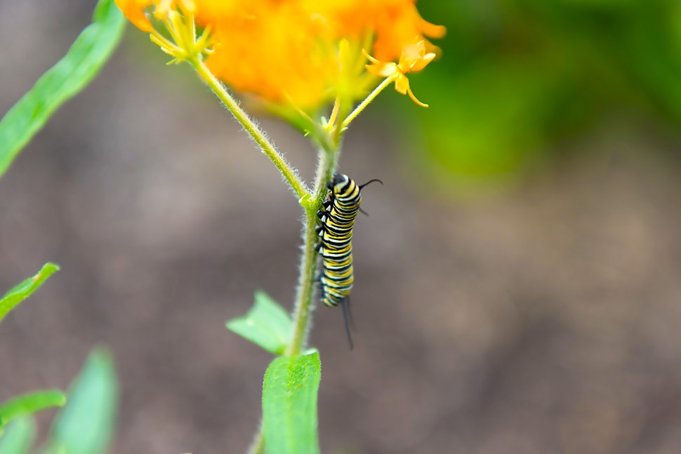 monarch catepillar swamp milkweed